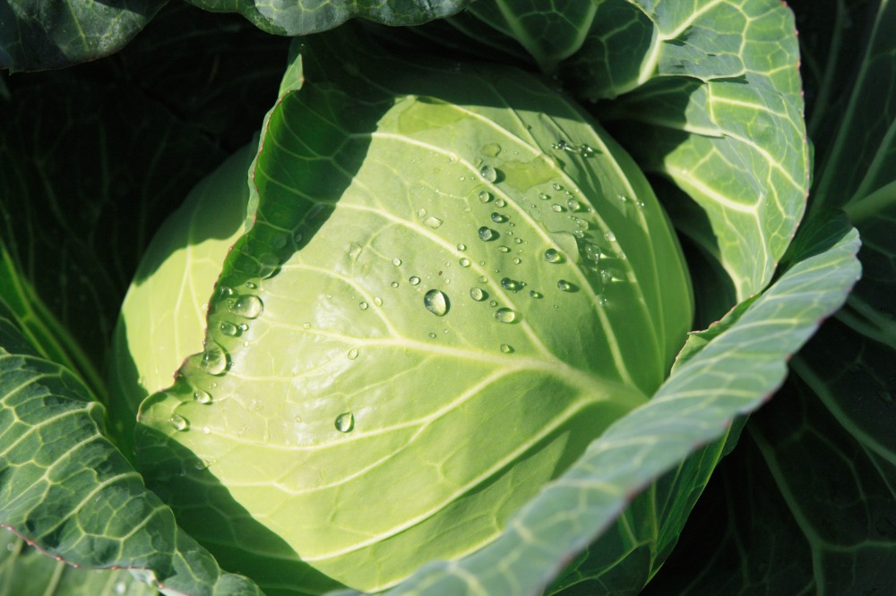 お肉や野菜をはじめ、素材にとことんこだわりました